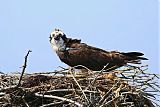 Osprey